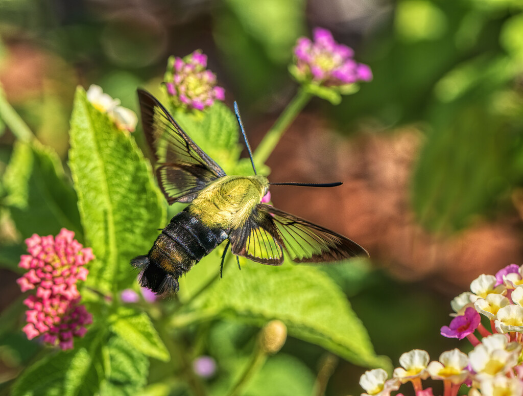 Snowberry Clearwing by kvphoto
