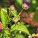 Snowberry Clearwing by kvphoto