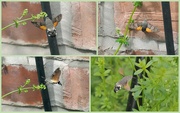 22nd Jul 2023 - Humming Bird Hawk Moth