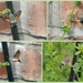 Humming Bird Hawk Moth by jesika2
