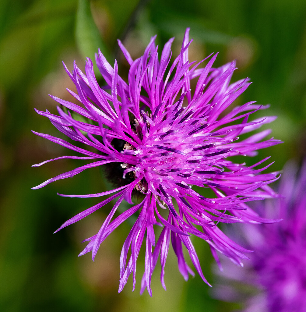 Brown Knapweed by lifeat60degrees