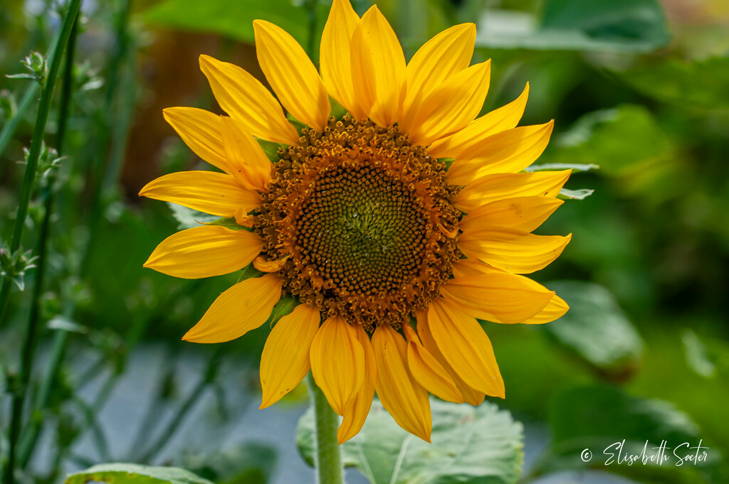 Sunflower by elisasaeter