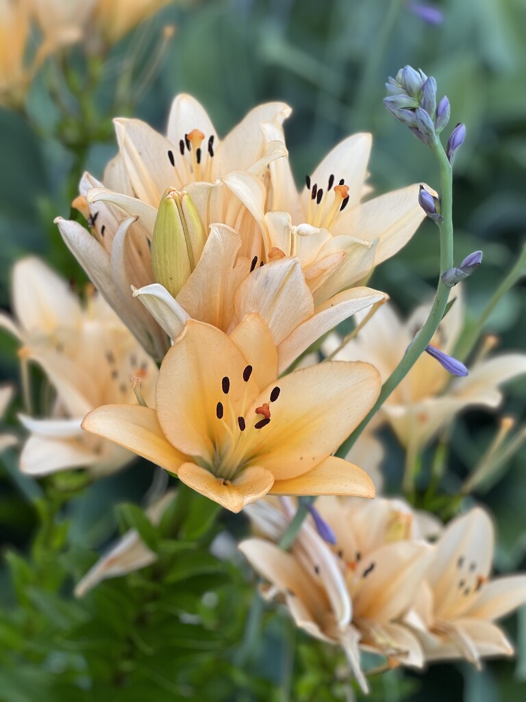 Lilies in the garden  by radiogirl
