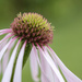 Kathy Brown's Coneflower by helenhall