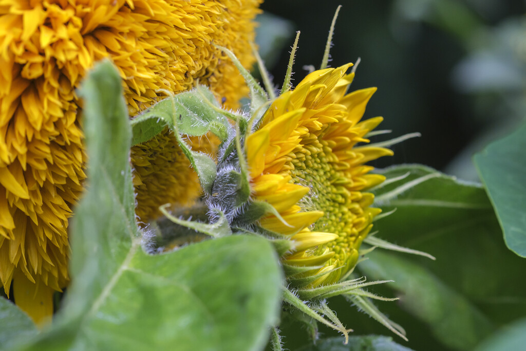 emerging sunflower in Kathy Brown's garden by helenhall