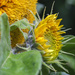 emerging sunflower in Kathy Brown's garden by helenhall