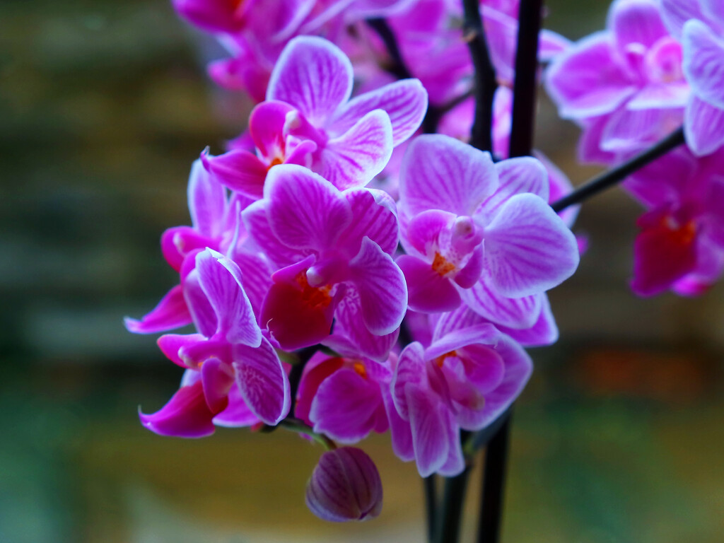 Orchid..828 by neil_ge