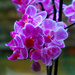 Orchid..828 by neil_ge