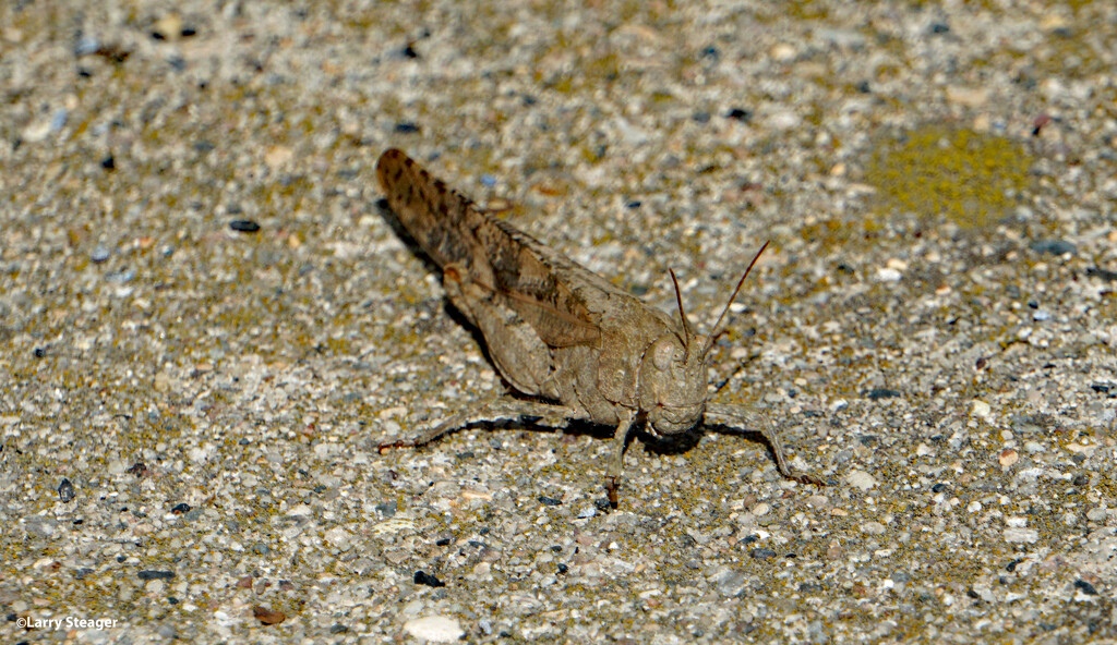Pallidwinged Grasshopper by larrysphotos
