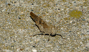 24th Jul 2023 - Pallidwinged Grasshopper