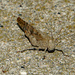 Pallidwinged Grasshopper by larrysphotos