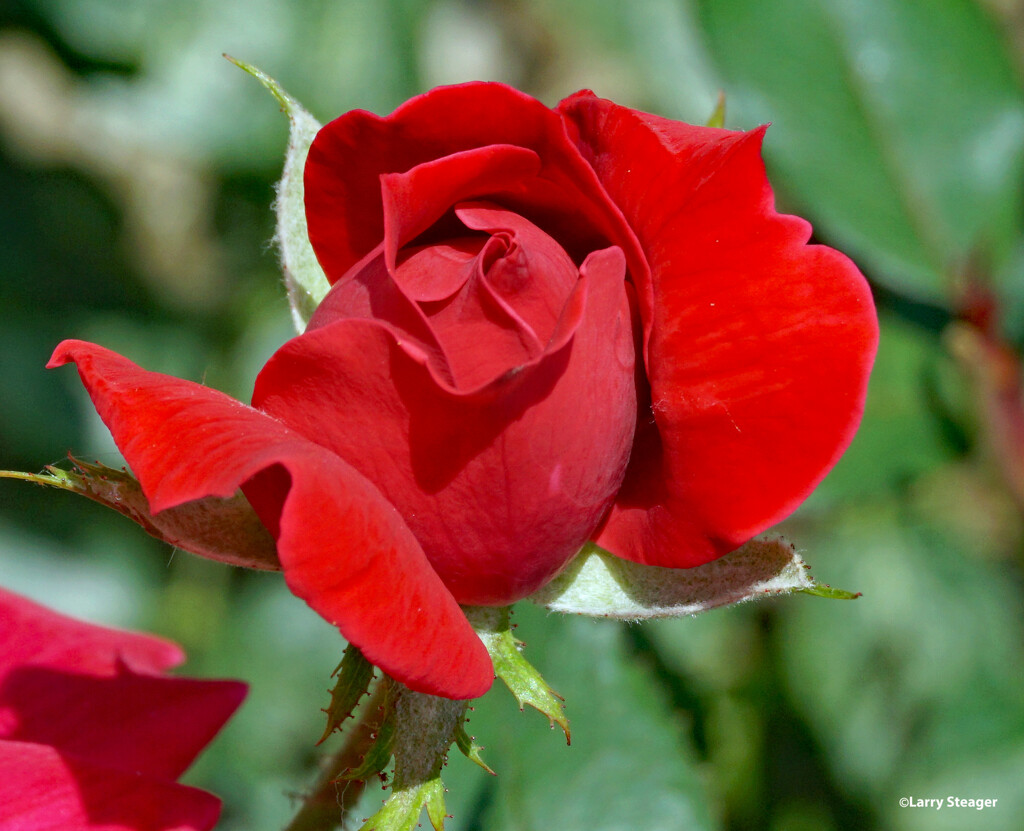 Very red rose by larrysphotos