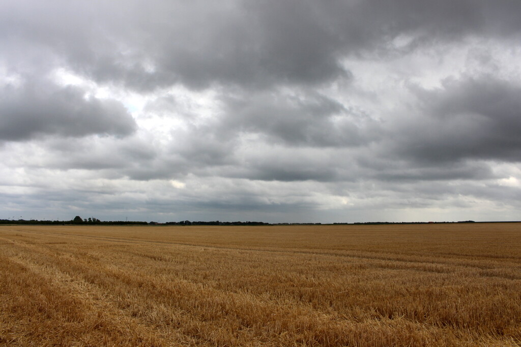 Sown and harvested by pyrrhula