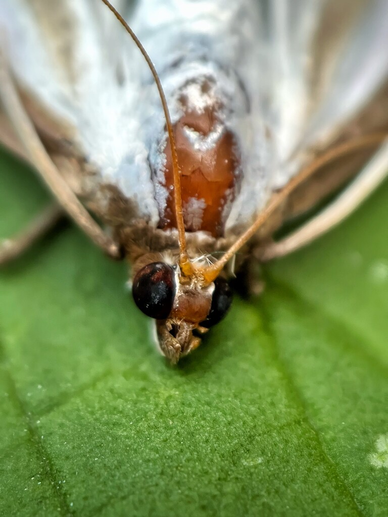 Moth by gaillambert