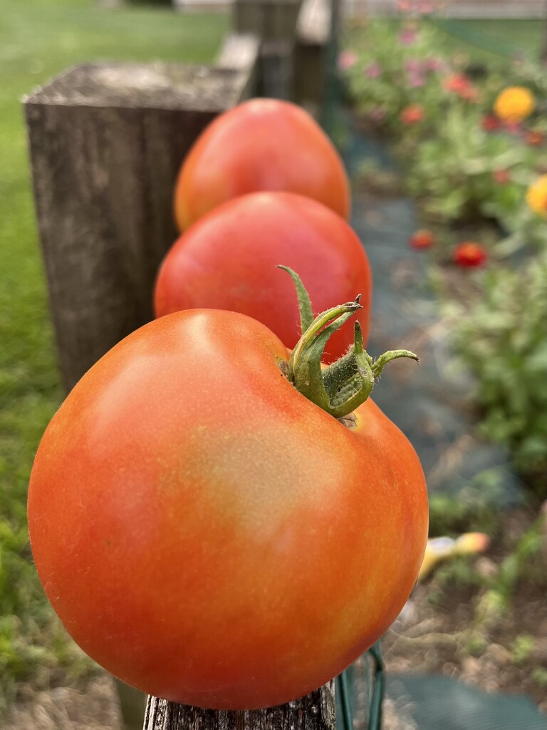 First Tomatoes  by beckyk365