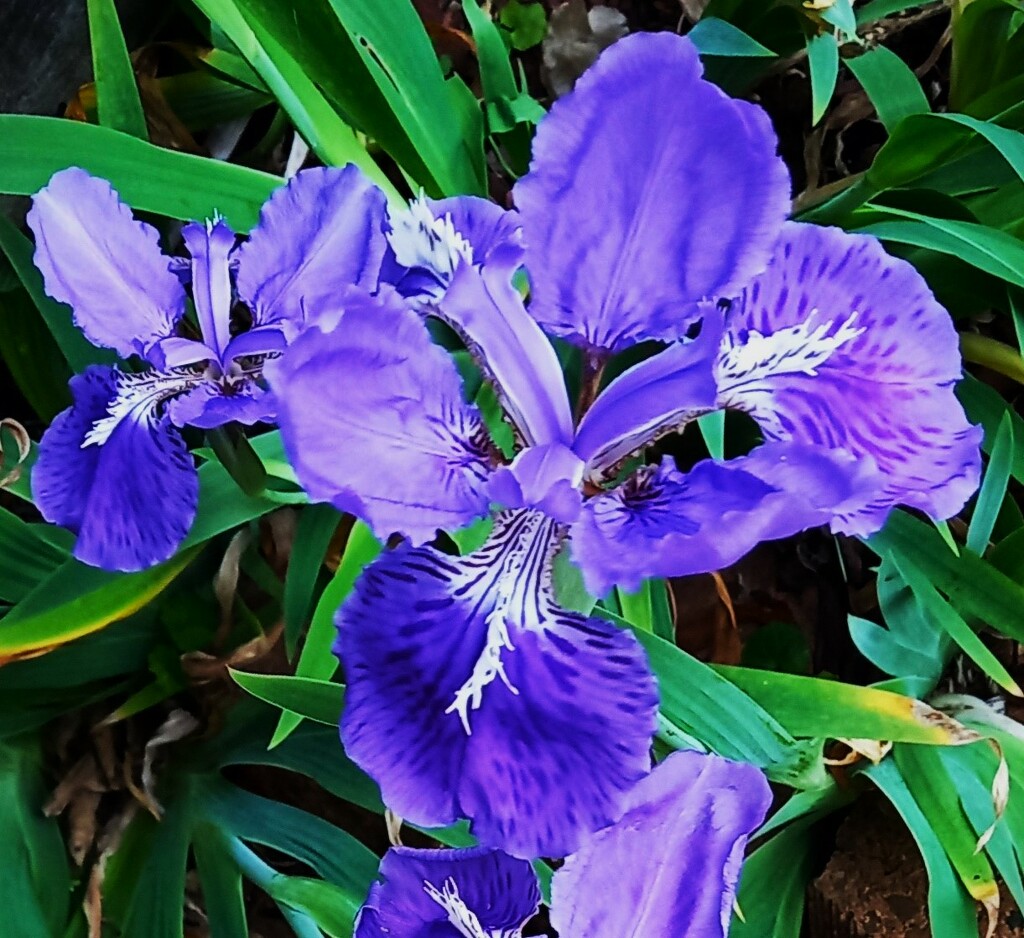  My Lovely Iris ~  by happysnaps