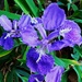  My Lovely Iris ~  by happysnaps