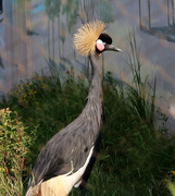 22nd Jul 2023 - Black Crowned Crane