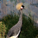 Black Crowned Crane by lynnz
