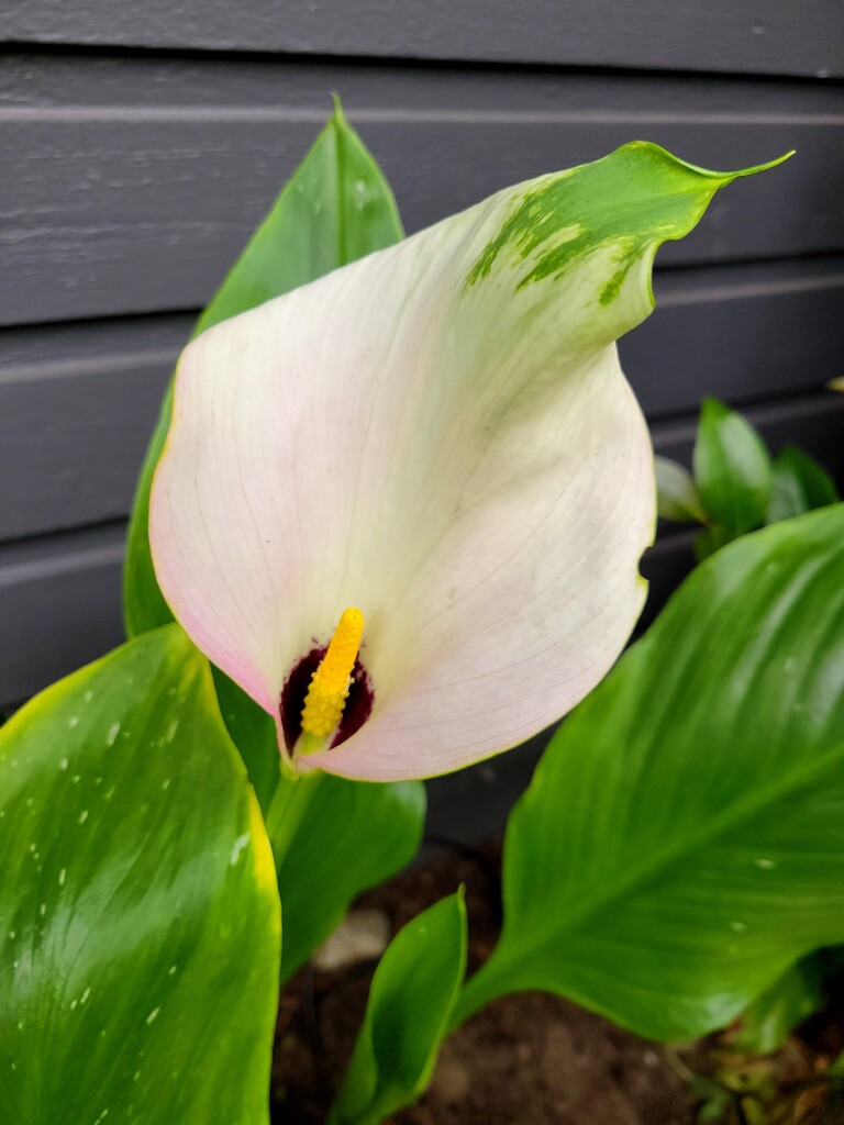 Unusual Calla Lily by kimmer50