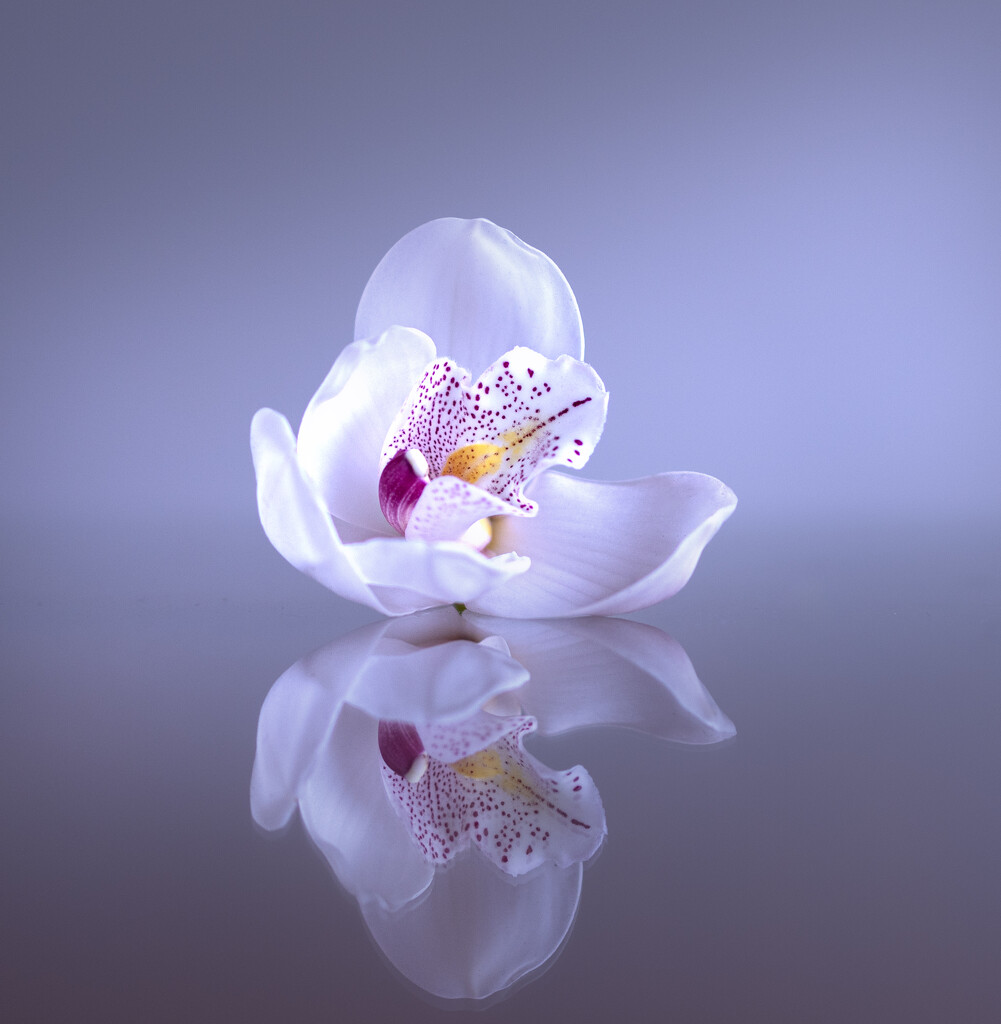 Orchid reflection by suez1e