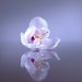 Orchid reflection by suez1e