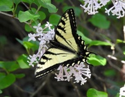 18th Jun 2019 - Eastern Tiger Swallowtail
