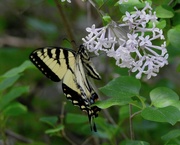 19th Jun 2019 - Eastern Tiger Swallowtail