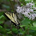 Eastern Tiger Swallowtail by sunnygreenwood
