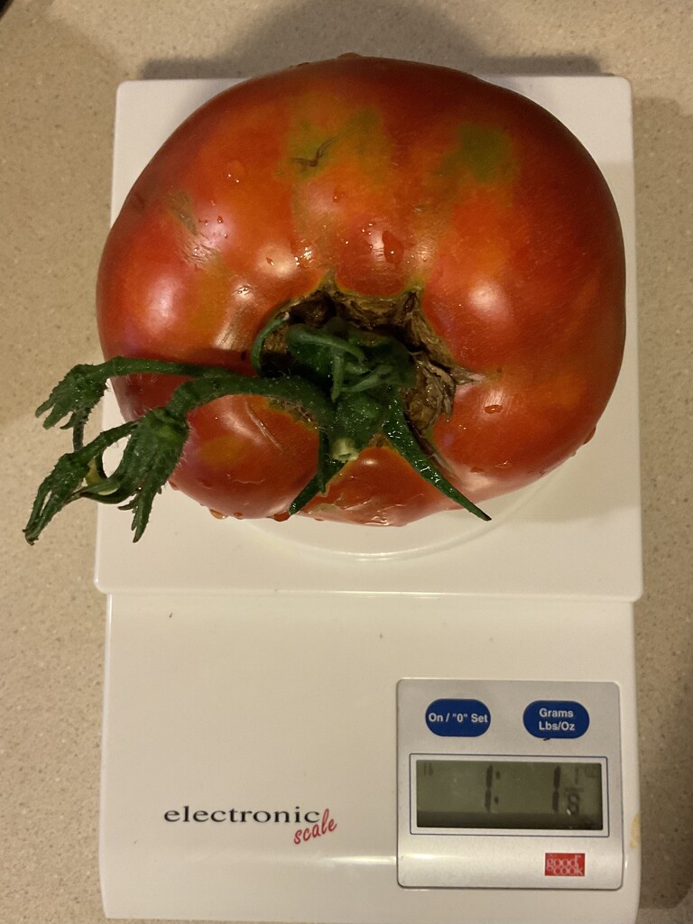 Tomato  by illinilass