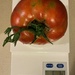 Tomato  by illinilass