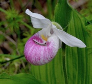 21st Jun 2019 - Lady's Slipper