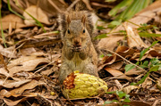 24th Jul 2023 - Squirrel Having a Snack!
