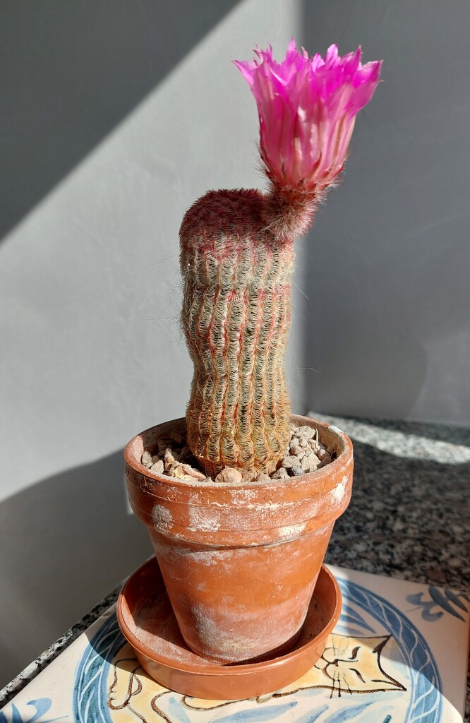 We've had this cactus about 10 years and it's just flowering for the first time. by samcat