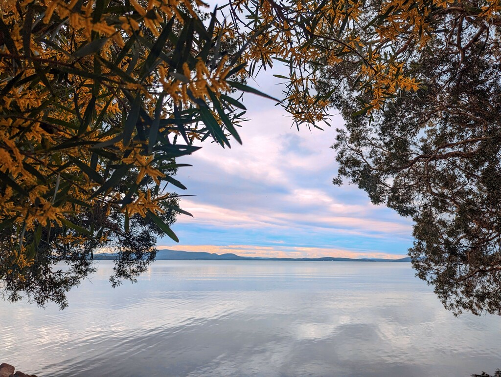 Wattle and Waterview by elf