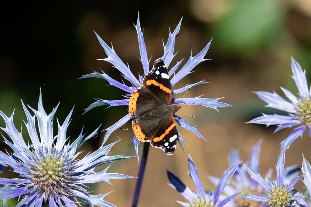 Red Admiral by phil_sandford
