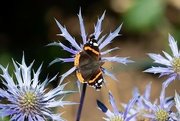 25th Jul 2023 - Red Admiral