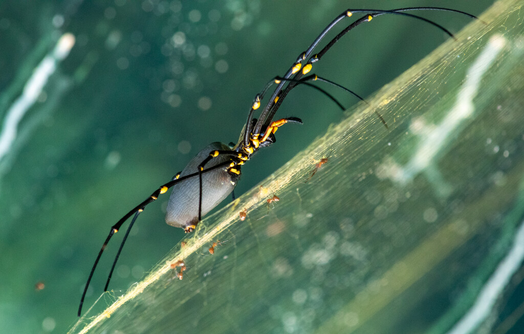 Golden Orb Spider by 365projectclmutlow