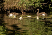 25th Jul 2023 - 3 Ducks and waterlilies