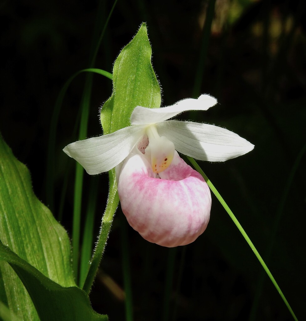 Showy Lady's Slipper by sunnygreenwood