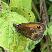 25th Jul 2023 - Gatekeeper Butterfly