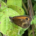 Gatekeeper Butterfly by marshwader