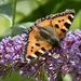 Small Tortoiseshell  by orchid99
