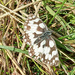 A Marbled White by 365projectorgjoworboys