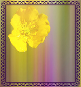 25th Jul 2023 - Yellow Flower