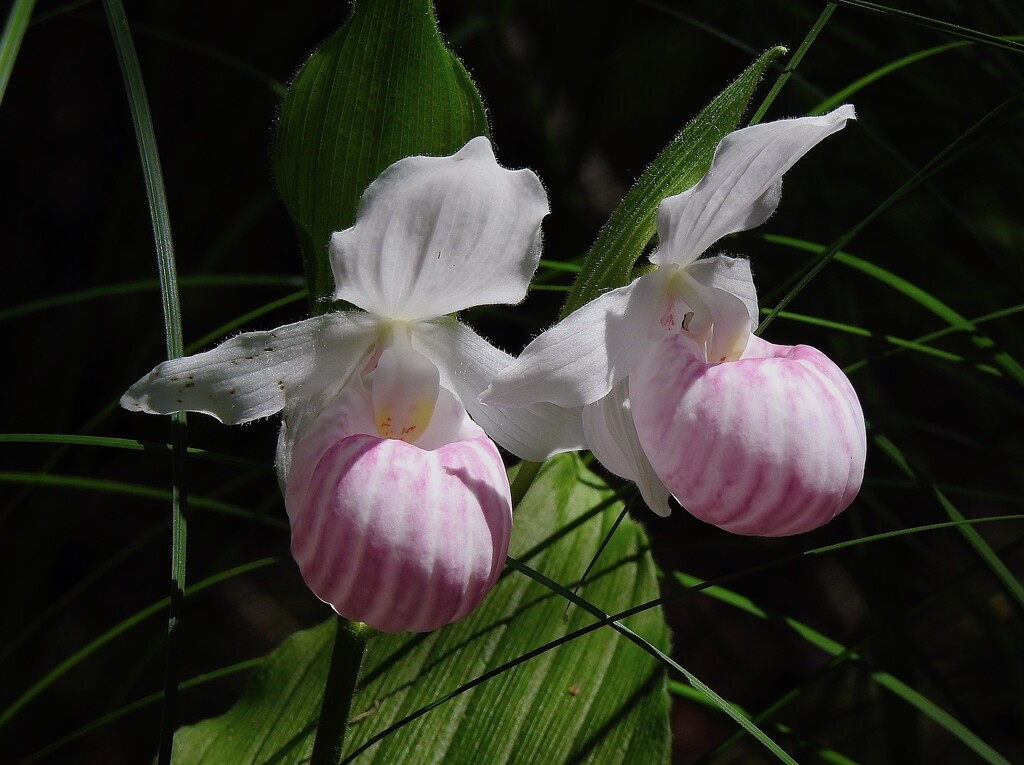 A Pair of Lady's Slippers by sunnygreenwood