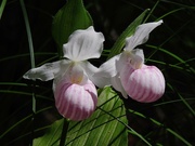 25th Jun 2019 - A Pair of Lady's Slippers