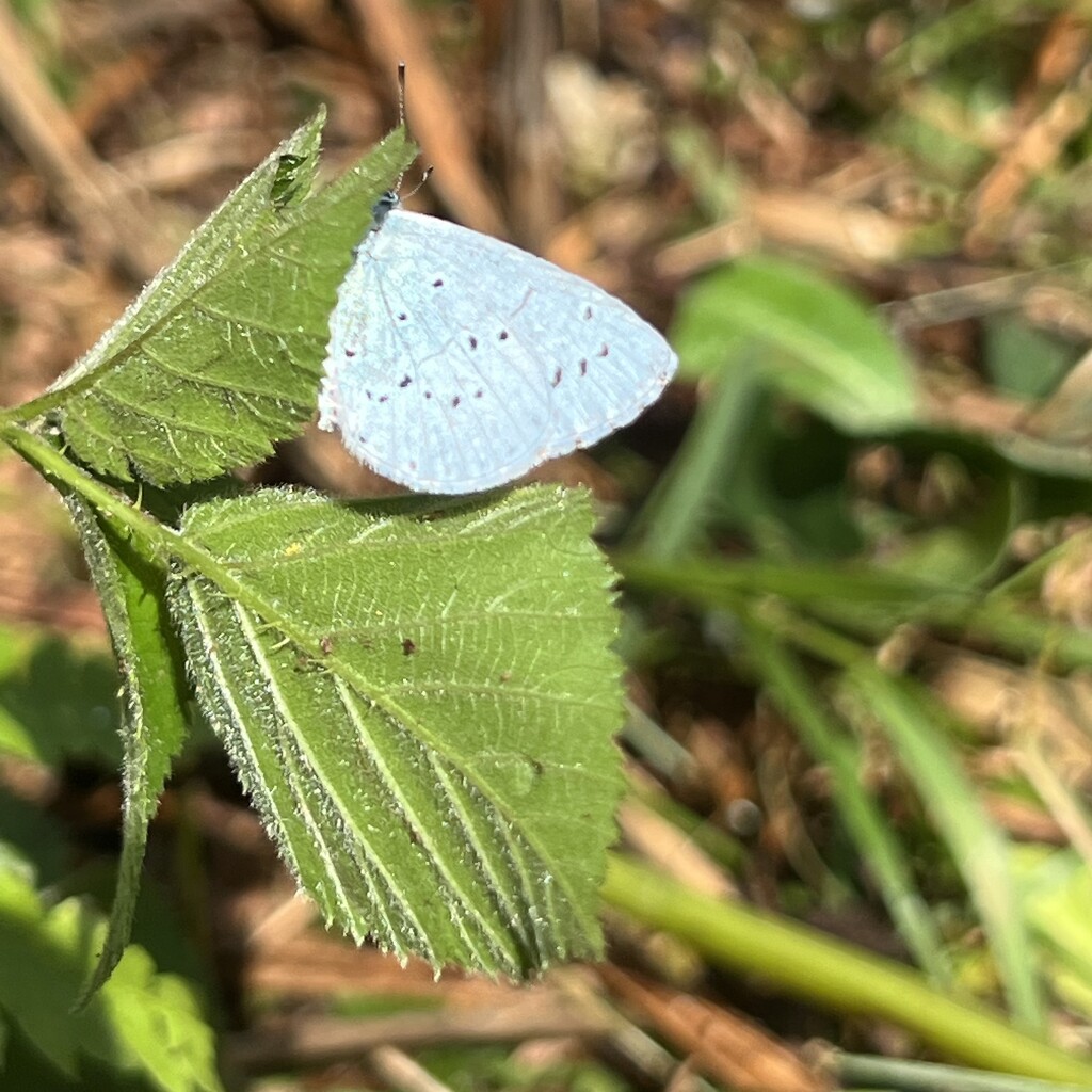 Holly Blue by mattjcuk