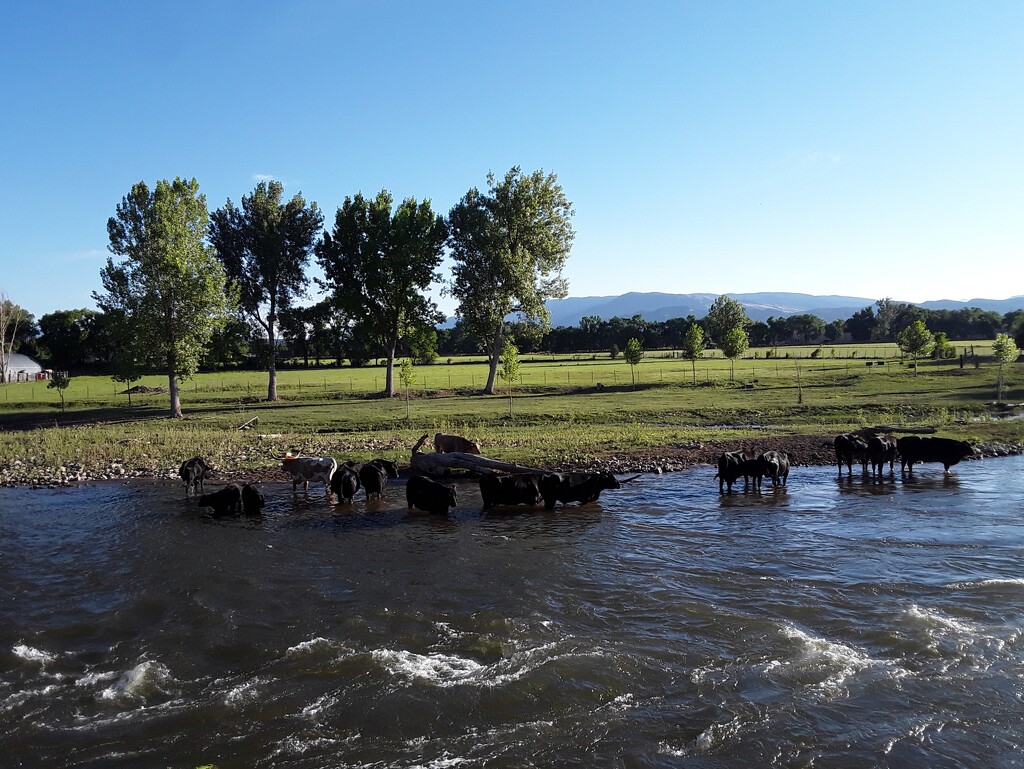 Cattle in the river by blueberry1222