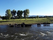 25th Jul 2023 - Cattle in the river